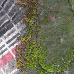 Encroaching